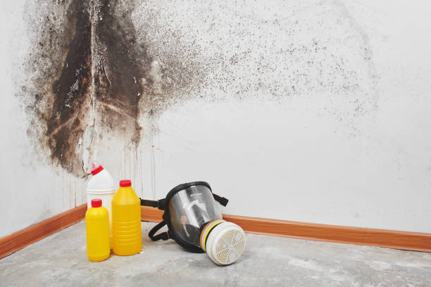 Best Mold Damage Repair  in Burnsville, NC