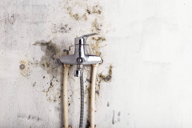 Burnsville, NC Mold Removal Company