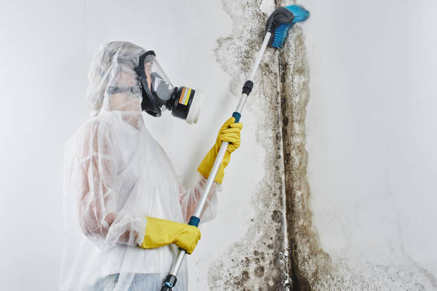 Best Certified Mold Removal  in Burnsville, NC