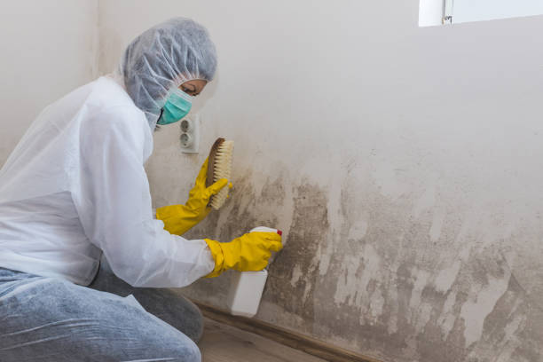 Best Office Mold Removal Services  in Burnsville, NC