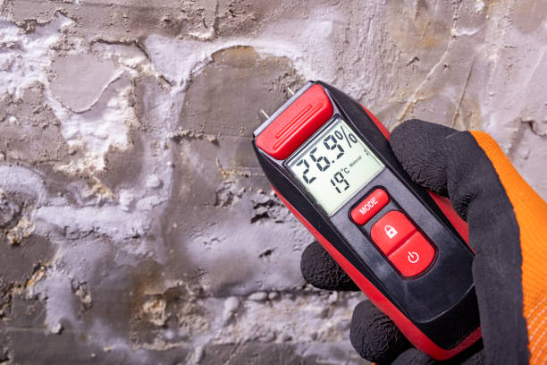 Best Best Mold Removal Companies  in Burnsville, NC