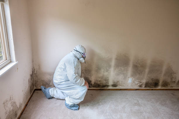 Best Attic Mold Removal  in Burnsville, NC