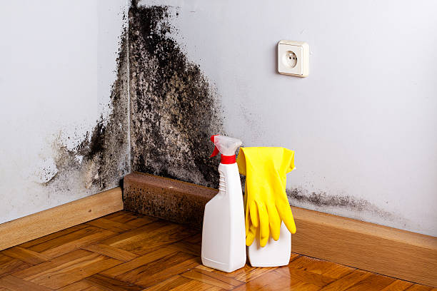 Certified Mold Removal in Burnsville, NC