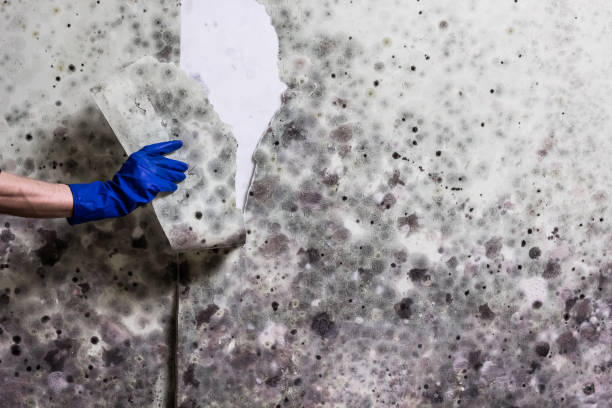 Best Professional Mold Removal  in Burnsville, NC